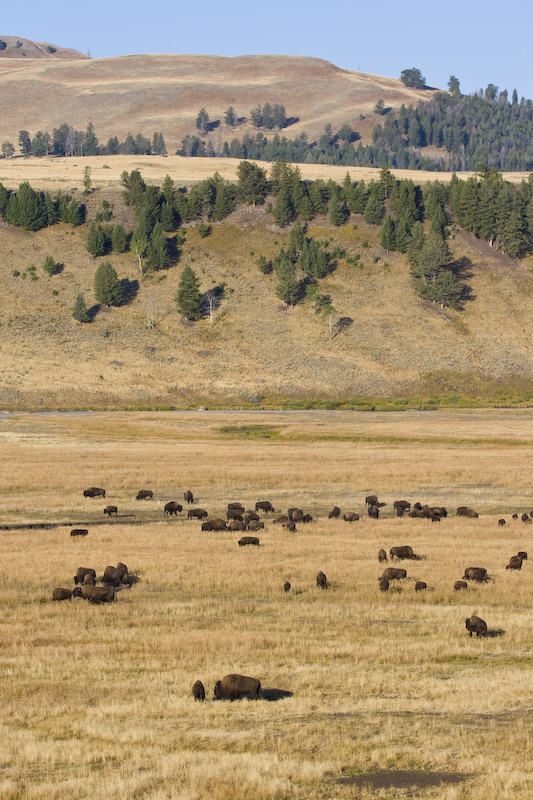 Bison Herd